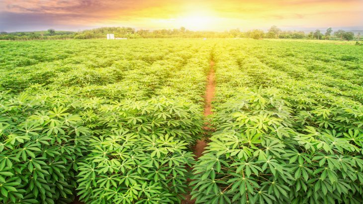 In a new study, experts are describing the untapped potential of cassava, a low-cost root crop that is nicknamed the "Rambo root" for its resilience