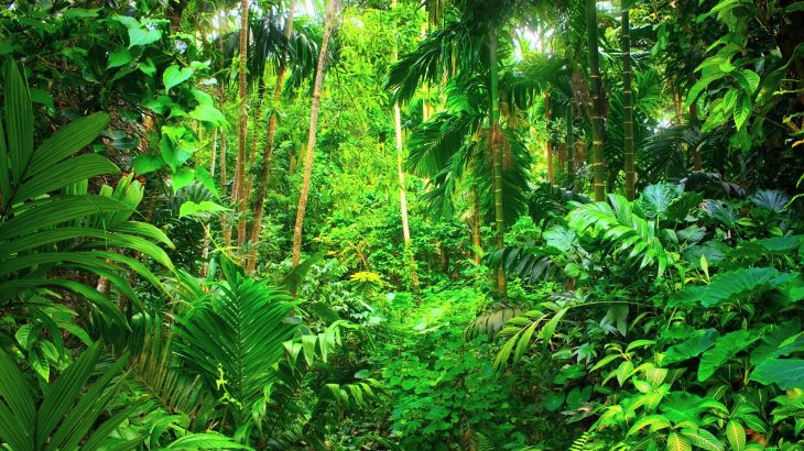 A new study from the University of Leeds has produced the first clear evidence that the lifespan of tropical trees will be limited by global warming.
