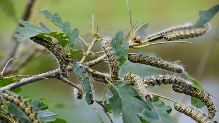 In a breakthrough study, experts at the University of Delaware have identified the powerhouse plants that are most critically needed to support food webs across the United States