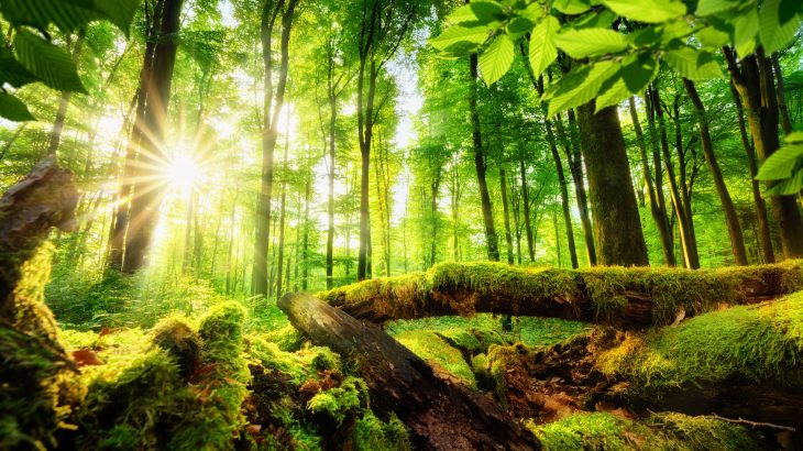 Forests were expanding and thriving during the disappearance of dinosaurs about 66 million years ago, according to a new study from McGill University
