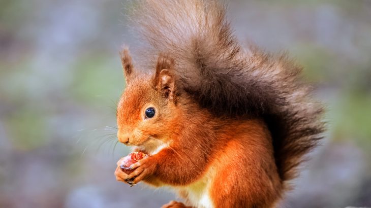 Red squirrels have a higher chance of survival and a greater number of offspring when they have the same neighbors for consecutive years.