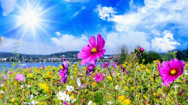 Researchers at the German Center for Integrative Biodiversity Research have conducted the most comprehensive assessment of plants in Germany that has ever been carried out.