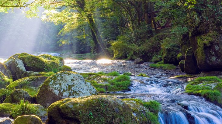 In a new study from NC State, researchers are describing the cascading effects of fertilizer pollution throughout the food webs of rivers and streams