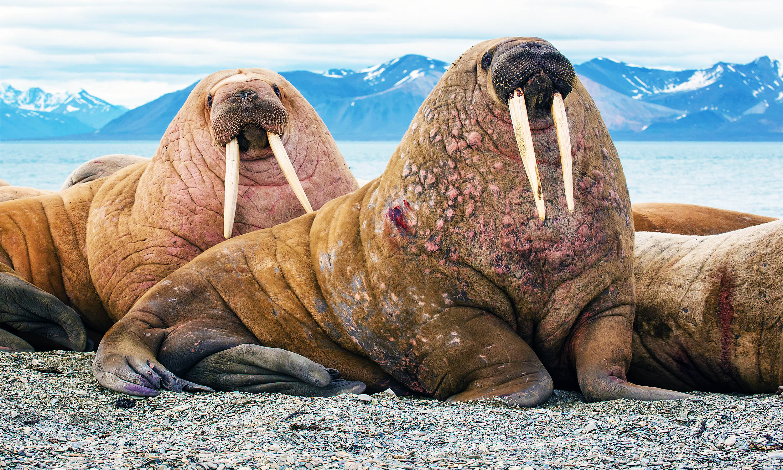 Is A Walrus A Mammal Earth Nature Science Life Is A Walrus A Mammal Earth Nature Science Life