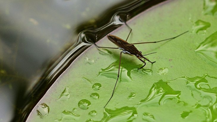 water bug strider
