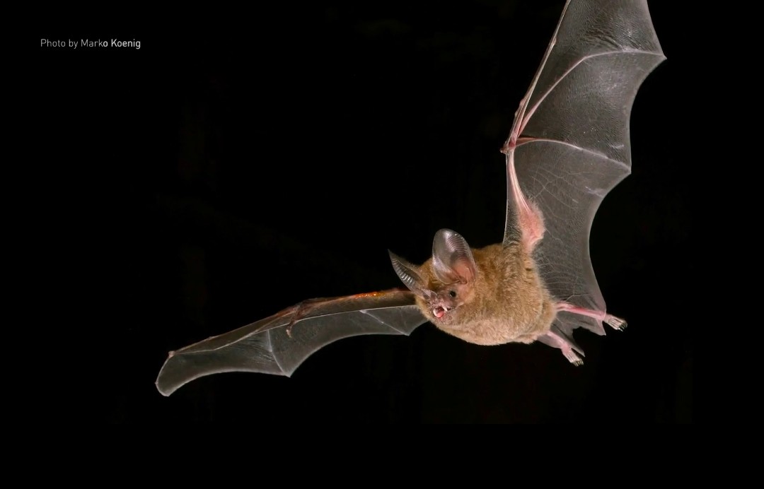 Male bats have a secret mating weapon