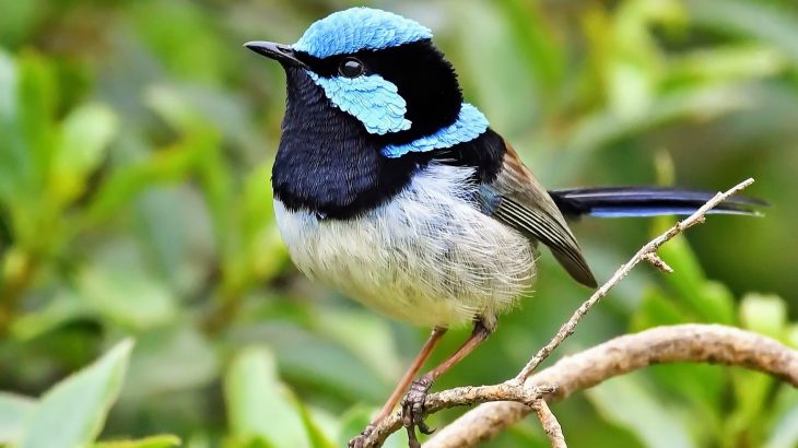 The ornithologists report that the vibrant colors of superb fairy-wrens do not necessarily correlate with male quality.