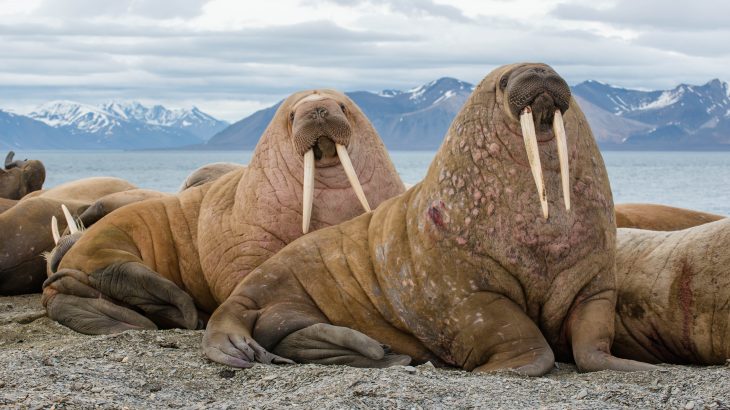 walrus
