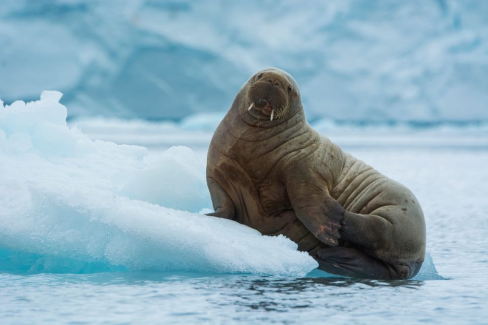 Is A Walrus A Mammal Earth Nature Science Life