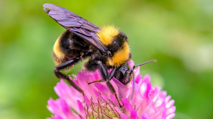 Bumblebees in low quality landscapes have higher levels of disease pathogens, according to a new study led by Penn State.