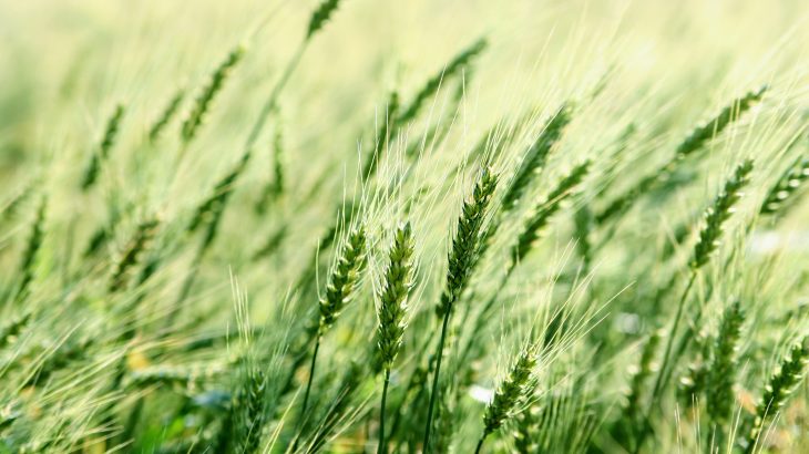 In a new study from the American Phytopathological Society, scientists have discovered that the benefits of PGPB can be increased when they are grouped together with other species of bacteria.