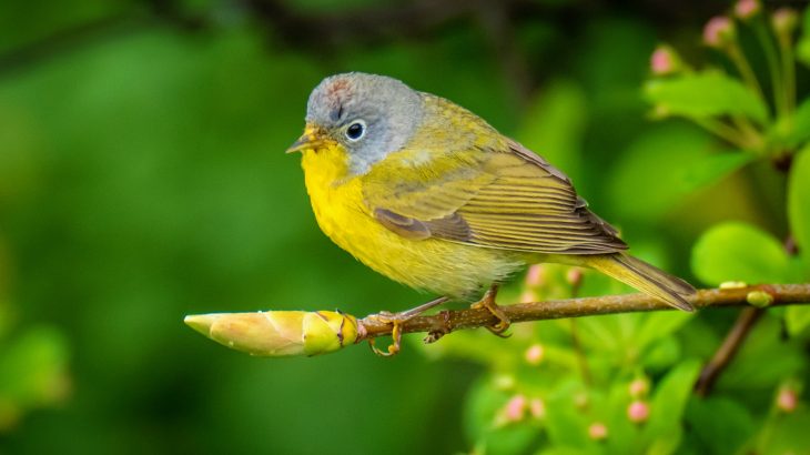 Tens of thousands of migratory birds that mysteriously dropped dead in the Southwest earlier this year apparently died of long-term starvation