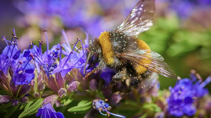 In a new study from the University of Exeter, researchers report that the biggest bumblebees take the time to memorize the location of flowers with the richest nectar.