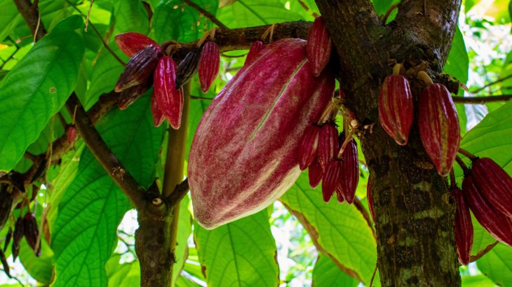 A new study from Penn State has produced a potential solution to the issue of black pod disease among cacao trees