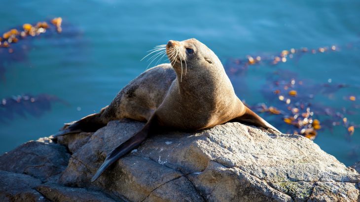 Researchers at the University of Oregon are describing incredible sounds produced by Weddell seals beneath frozen water