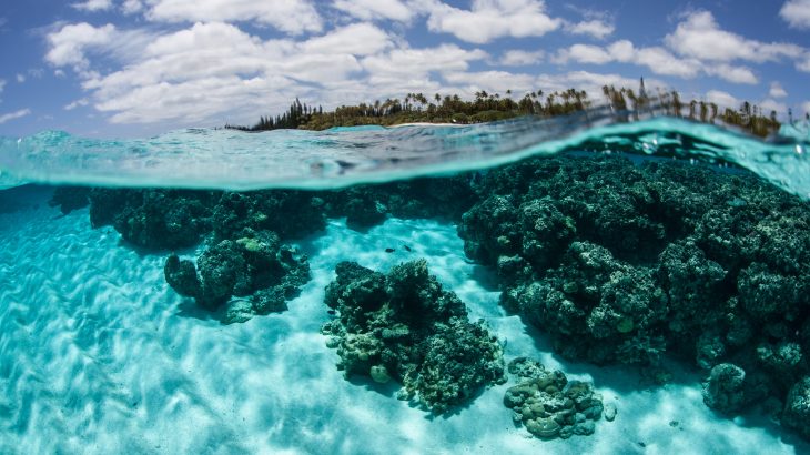 Professor Nicole Lovenduski reports that there were no significant reductions in ocean acidification as a result of lower emissions.