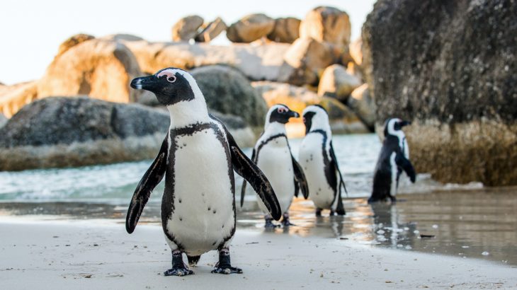 african penguins