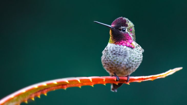hummingbird