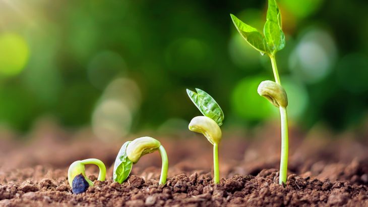 Plants including maize, beans, and Arabidopsis prefer nitrogen in the form of nitrate, and grow better on soil that is rich in nitrate