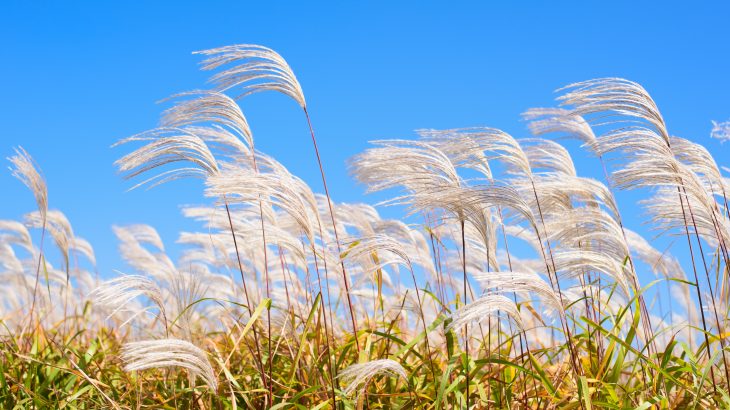 For this reason, it is critical for scientists to gain a better understanding of how the westerly winds may be altered by climate change.