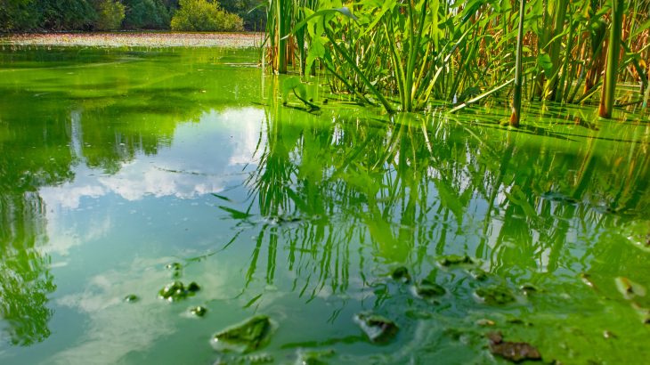Scientists at CU Boulder have discovered that cyanobacteria, also known as blue-green algae, may have a lot in common with organisms that fundamentally transformed the planet billions of years ago.