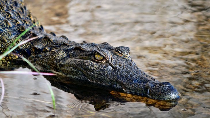 Crocodiles today look very similar to those that lived during the Jurassic period alongside the dinosaurs, and they have also not diversified much since that time.