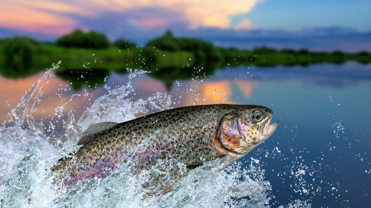 Scientists at the University of British Columbia are working to understand how gill development limits fish growth.