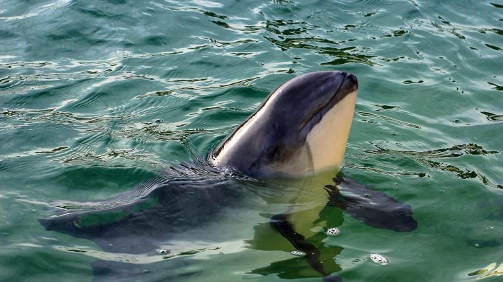 Greater conservation efforts are needed to protect harbor porpoises in the North Sea, according to a study published by Frontiers