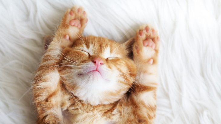 While it is known that sleep is critical for healthy brain function, it is not known when animals started to require sleep