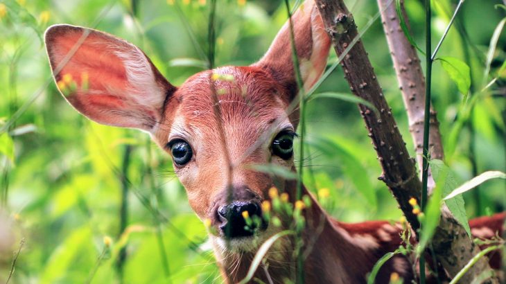 The researchers found that levels of cortisol in the saliva of newborn white-tailed deer fawns can be used to predict mortality.