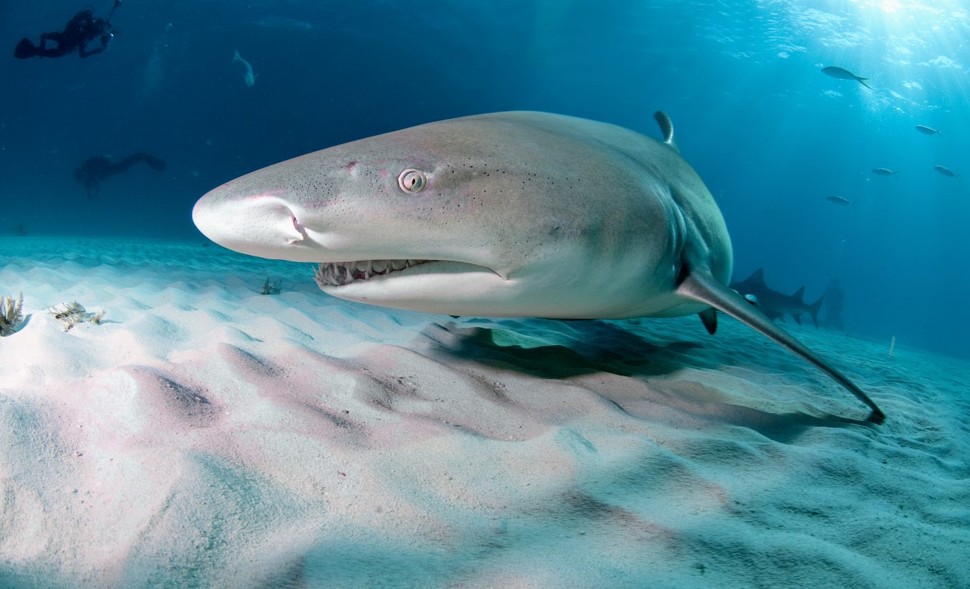 Oceans are already too warm for baby sharks - Earth.com, image size:1400x850