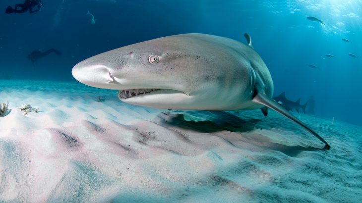 The researchers found that as a result of global warming, baby sharks are born smaller, exhausted, and undernourished.