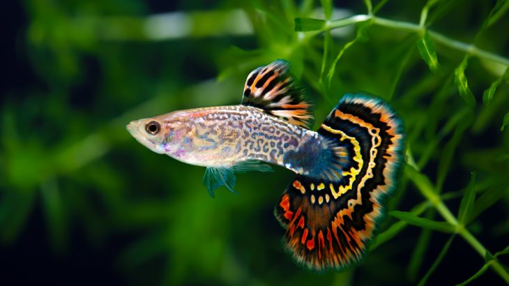 In a new study led by the University of Exeter, researchers have found that guppies have varying levels of self-control.