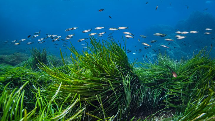The researchers estimate that Mediterranean seagrass meadows trap up to 867 million plastic items each year, most of which are carried onshore.