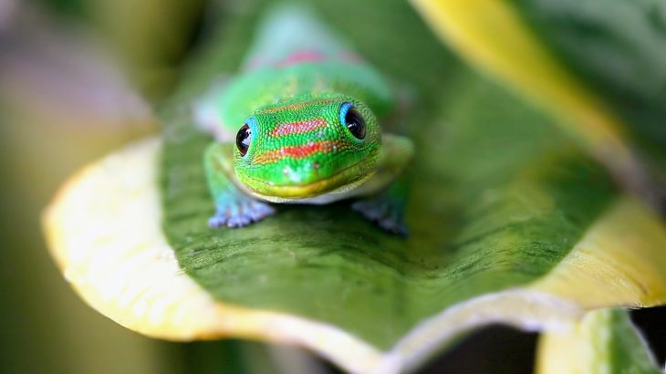 The study shows that the use of a penned release - enclosing the geckos in a pen to adapt to their new site - helps the lizards to become established.