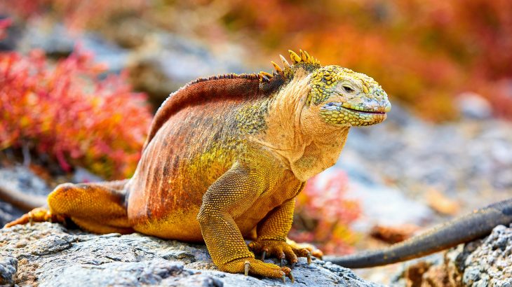 The researchers determined that the local northward winds play a previously unrecognized role in supporting the regional ecosystem of the Galápagos Islands.