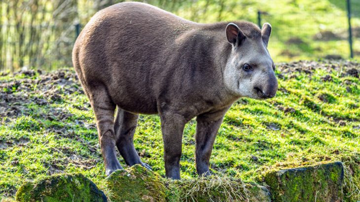 Scientists at São Paulo State University have found that large mammals fertilize the soil in tropical forests