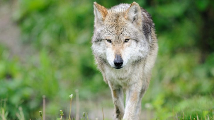Despite the fact that more than 3,000 animals are classified as endangered and hundreds more are vulnerable, ecological scientists do not have tools that can reliably predict when specific populations are at risk.