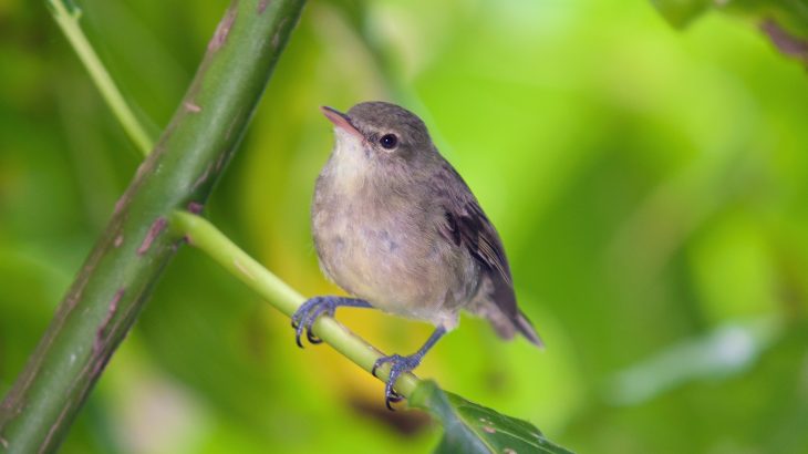 Young Seychelles warblers have better health outcomes when their elderly parents have help raising them, according to a new study from the University of East Anglia (UEA).