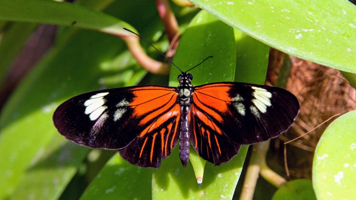 Male butterflies produce a chemical in their sex glands with a repulsive odor that they use to "claim their territory," according to a new study.