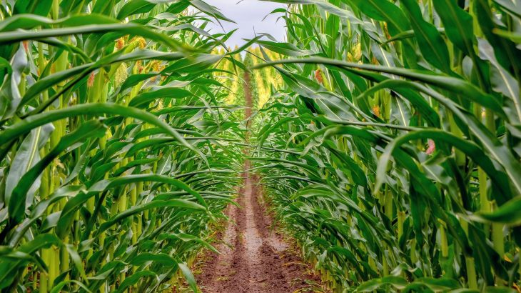 In a new study published by PLOS, experts have found a late rainy season often precedes drought in regions prone to food insecurity.