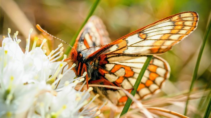 The response of Arctic insects to climate change is much more complex than expected, and the magnitude of the potential consequences is not yet clear.