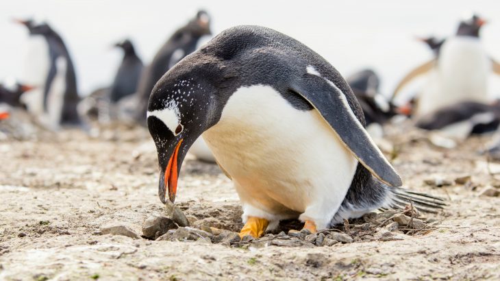In a new study from the University of East Anglia (UEA) and the British Antarctic Survey, experts describe how a network of marine protected areas could help safeguard Antarctic penguins