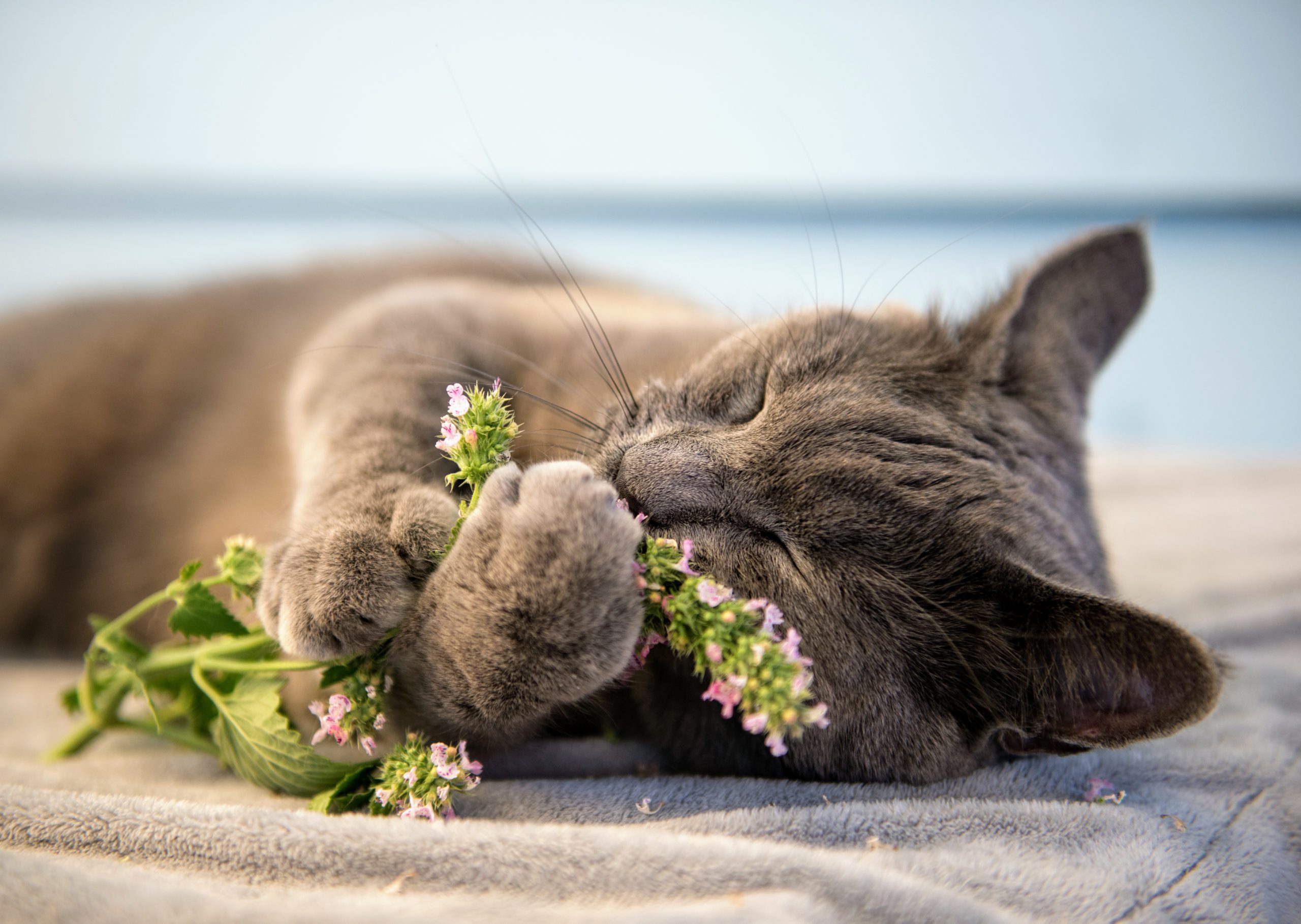 Catnip Is Not Just Intoxicating Cats Use It To Repel Mosquitoes