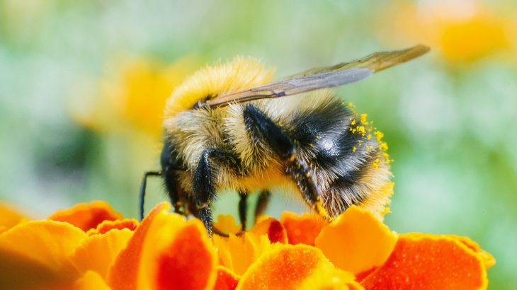 The research shows that bees and flies exposed to neonicotinoid insecticides, which are commonly used worldwide, are struggling with their sleep and memory.