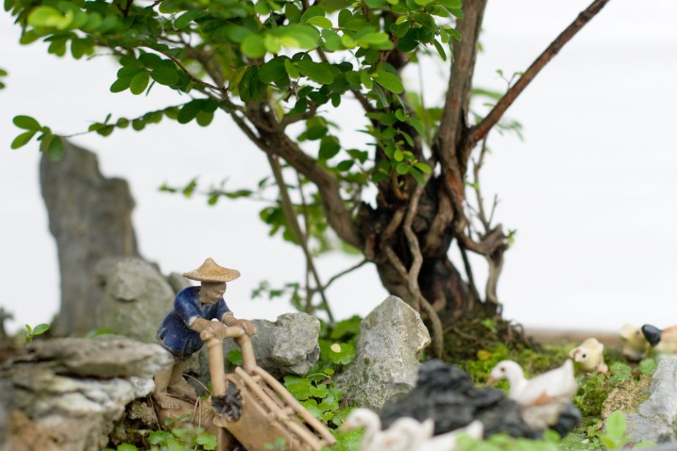 What is the Chinese Art of Penjing? (It's Not the Same as Bonsai