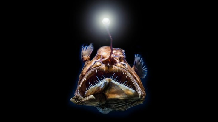 deep sea fish