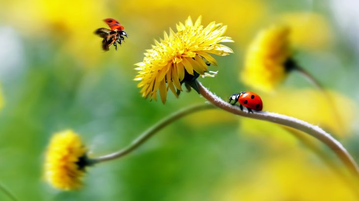 Predatory insects are very beneficial to farmers because they help control damaging garden pests and reduce the need for chemical pesticides.