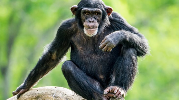 Chimpanzees are more likely to fight neighboring groups when their friends are involved, even though they are risking serious injury and even death