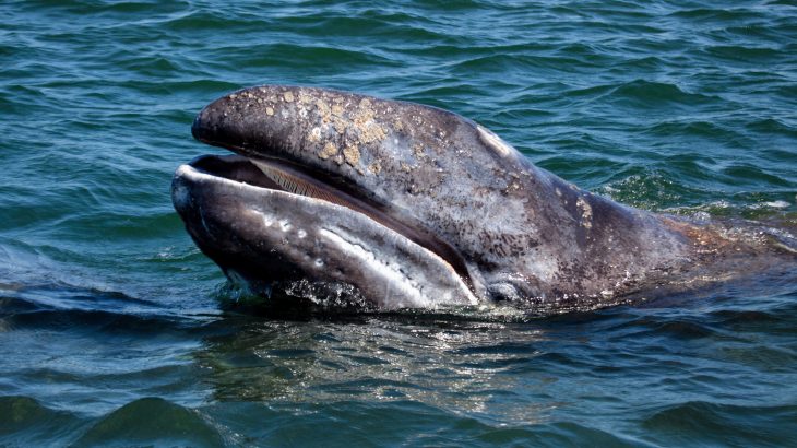 For the third consecutive year, gray whales have been turning up in poor condition or dead along their migration route on the Pacific coast of Mexico, the United States, and Canada.